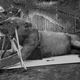 Patterson, junto al primero de los leones de Tsavo abatidos. Foto: Museo Field